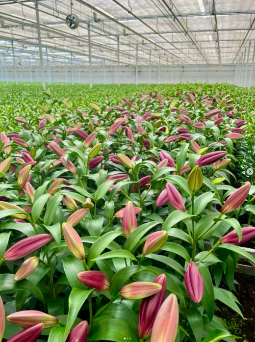 Alewijnse energie platform Luttelgeest