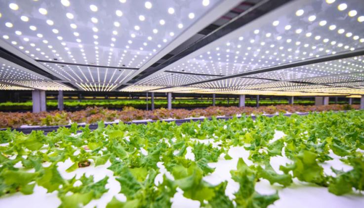 Alewijnse energieplatform tuinders Luttelgeest